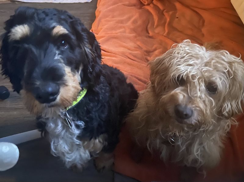 Beppo mein aktueller Hund ( Cockapoo ) / g_5_0_beppo31.jpg