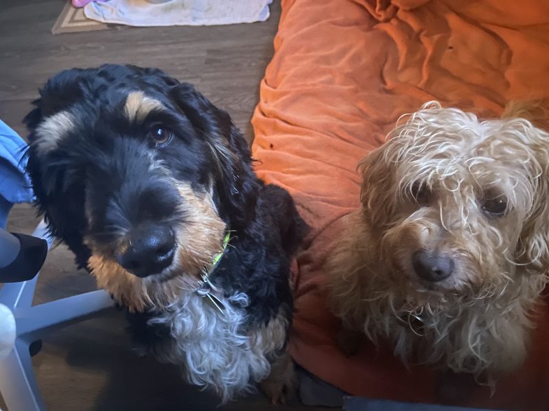 Beppo mein aktueller Hund ( Cockapoo ) / g_5_0_beppo32.jpg