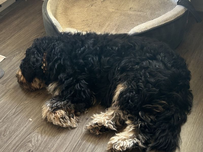 Beppo mein aktueller Hund ( Cockapoo ) / g_5_0_beppo33.jpg