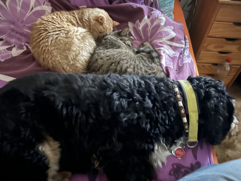 Beppo mein aktueller Hund ( Cockapoo ) / g_5_0_beppo34.jpg