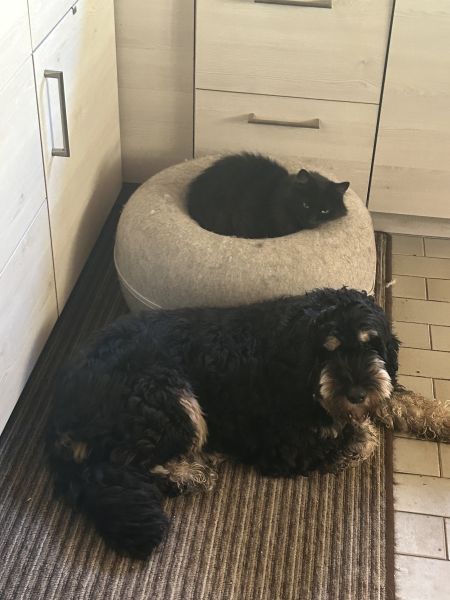 Beppo mein aktueller Hund ( Cockapoo ) / g_5_0_beppo36.jpg