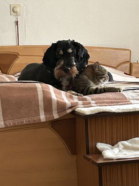 Beppo mein aktueller Hund ( Cockapoo ) / g_5_0_beppo37.jpg