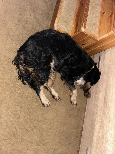 Beppo mein aktueller Hund ( Cockapoo ) / g_5_0_beppo38.jpg