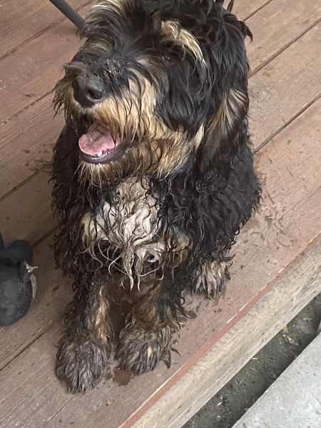 Beppo mein aktueller Hund ( Cockapoo ) / g_5_0_beppo39.jpg