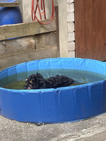 Beppo mein aktueller Hund ( Cockapoo ) / g_5_0_beppo40.jpg