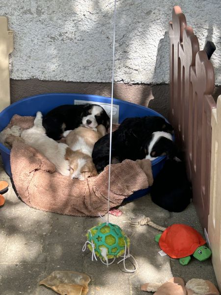 Beppo mein aktueller Hund ( Cockapoo ) / g_5_0_beppo5.jpg
