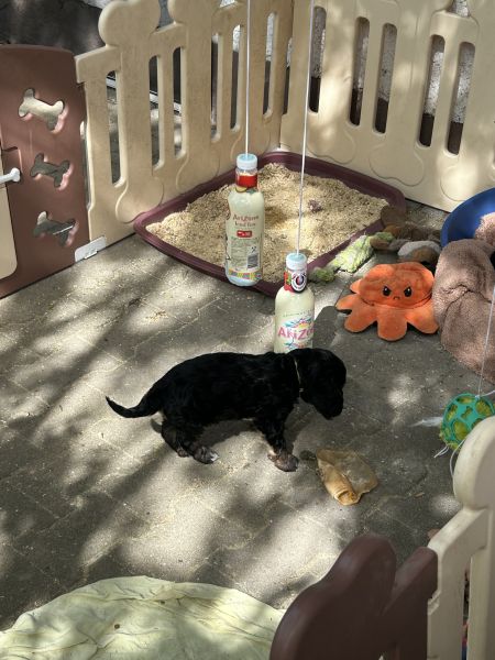 Beppo mein aktueller Hund ( Cockapoo ) / g_5_0_beppo6.jpg