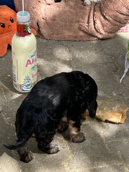 Beppo mein aktueller Hund ( Cockapoo ) / g_5_0_beppo7.jpg