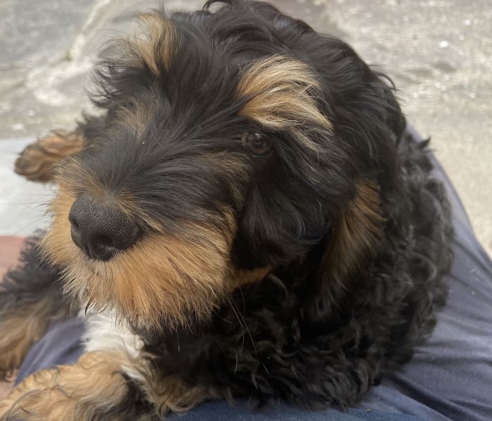 Beppo mein aktueller Hund ( Cockapoo ) / g_5_0_beppo8.jpg