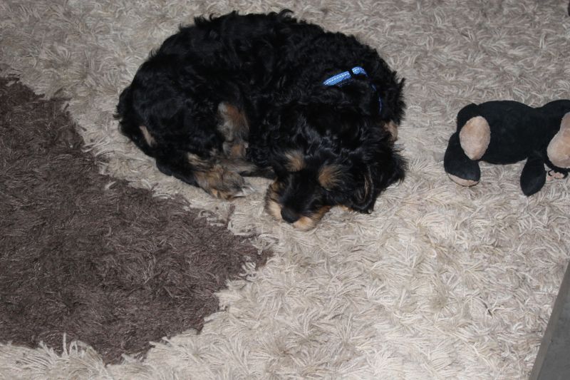 Beppo mein aktueller Hund ( Cockapoo ) / g_5_0_beppo9.jpg