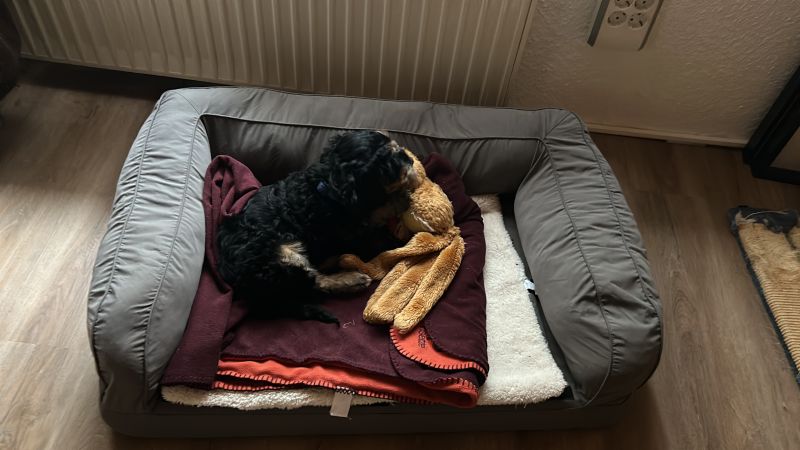 Beppo mein aktueller Hund ( Cockapoo ) / g_5_0_d7095814-efae-4eac-abfd-357ee739102b.jpg