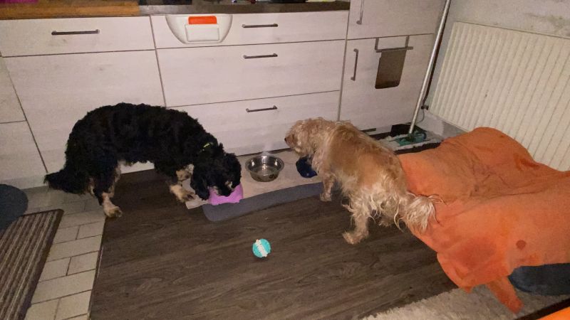 Beppo mein aktueller Hund ( Cockapoo ) / g_5_0_e1adba9c-506c-447f-b9e2-a6f15258af13.jpg