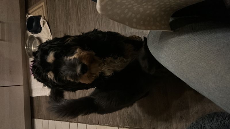 Beppo mein aktueller Hund ( Cockapoo ) / g_5_0_e32e2a77-0317-41e5-9e87-0f4ce04d9c03.jpg