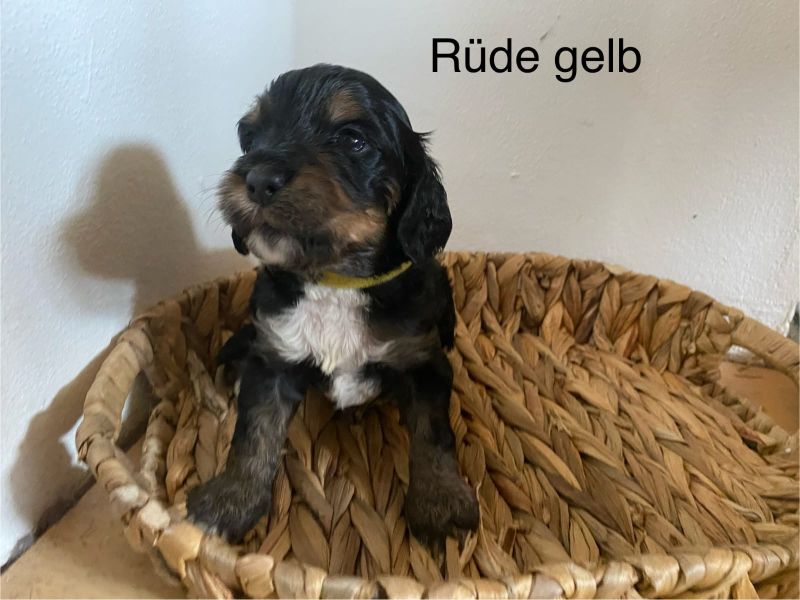 Beppo mein aktueller Hund ( Cockapoo ) / g_5_0_e7a8d2fc-e476-4061-b935-945921d256b9.jpg