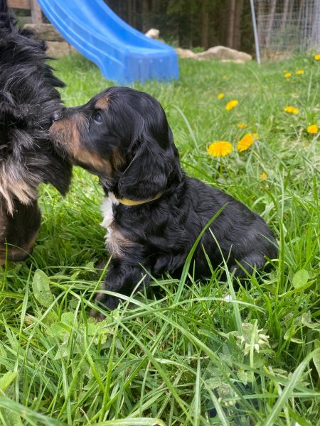 Beppo mein aktueller Hund ( Cockapoo ) / g_5_0_eb1bc655-28d1-4c75-ba8a-62e124cf103a.jpg