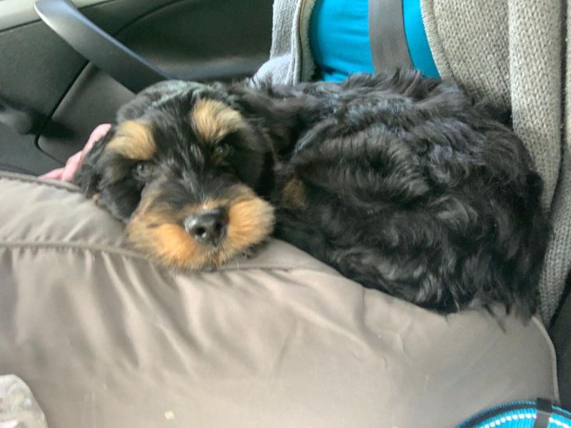 Beppo mein aktueller Hund ( Cockapoo ) / g_5_0_fb7bc787-363e-4b59-91fb-a04318b30ff4.jpg