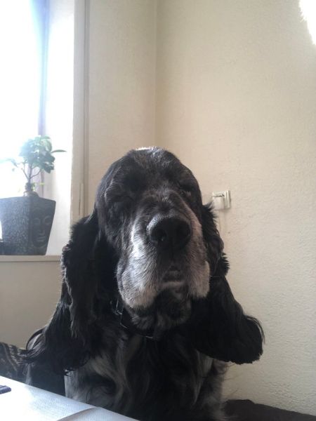 Meine Haustiere / g_5_0_img_0209.jpg