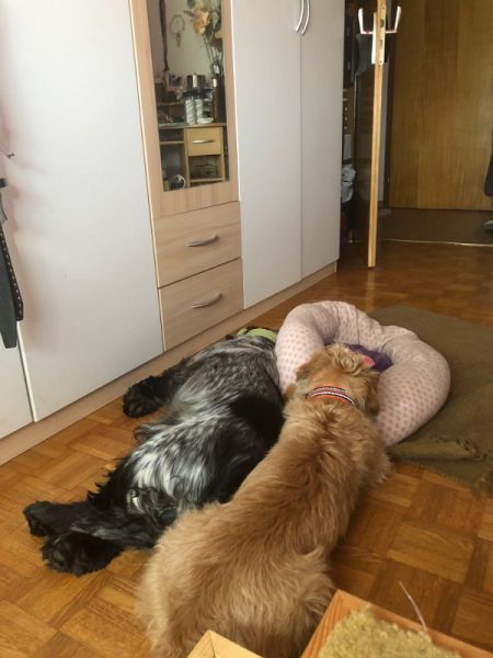 Meine Haustiere / g_5_0_img_0908.jpg