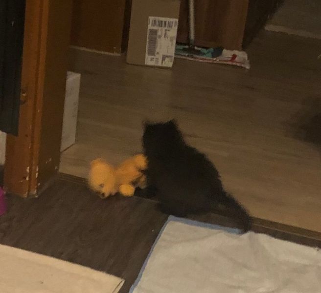 Meine Haustiere / g_5_0_img_e1122.jpg
