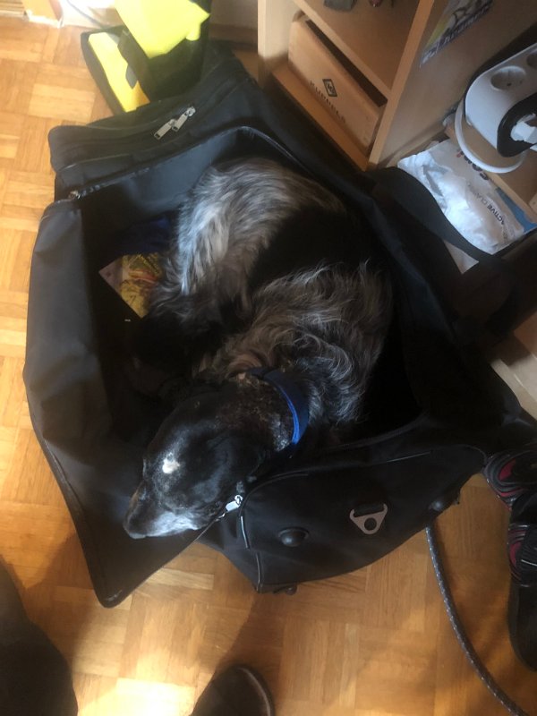 Moritz in der Reisetasche