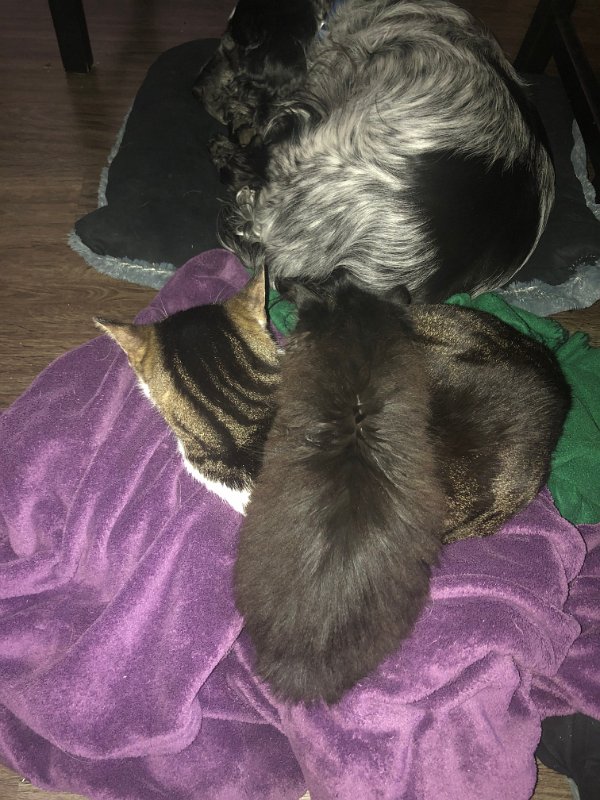 Max, Moritz und Blacky