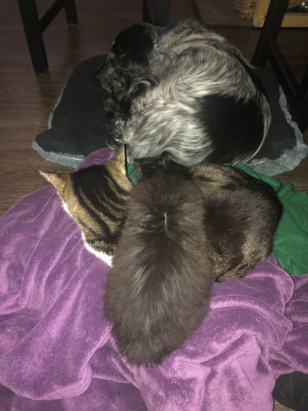 Max, Blacky und Moritz